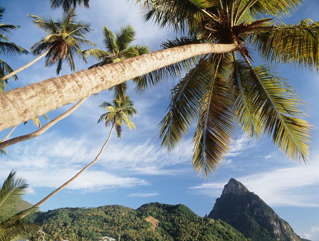 Low Angle View of Palm Trees On A Sunny Day.