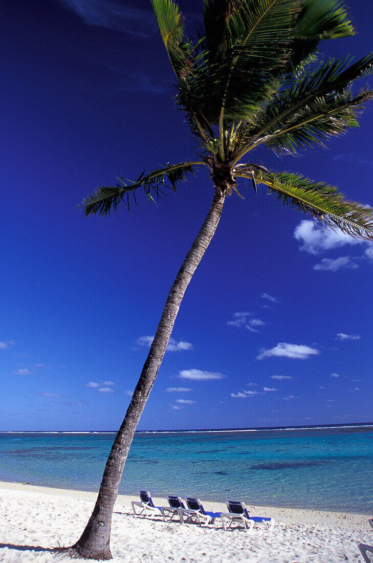 Vier Liegestühle am leeren tropischen Strand neben einer Palme