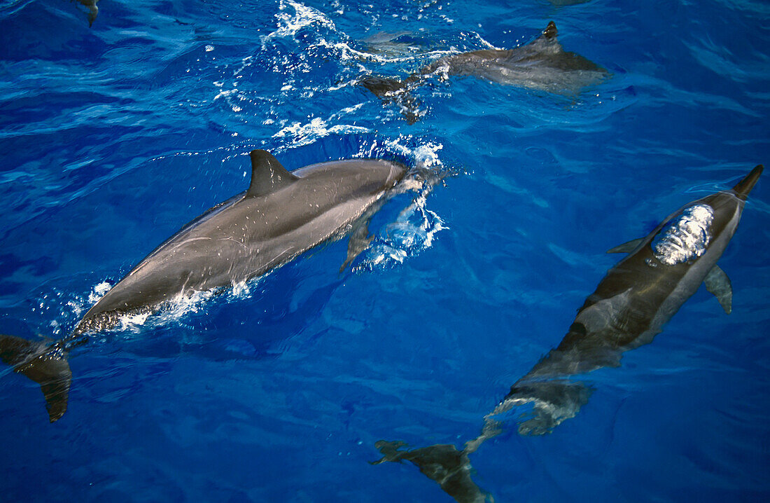 Spinner Dolphins, High Angle View