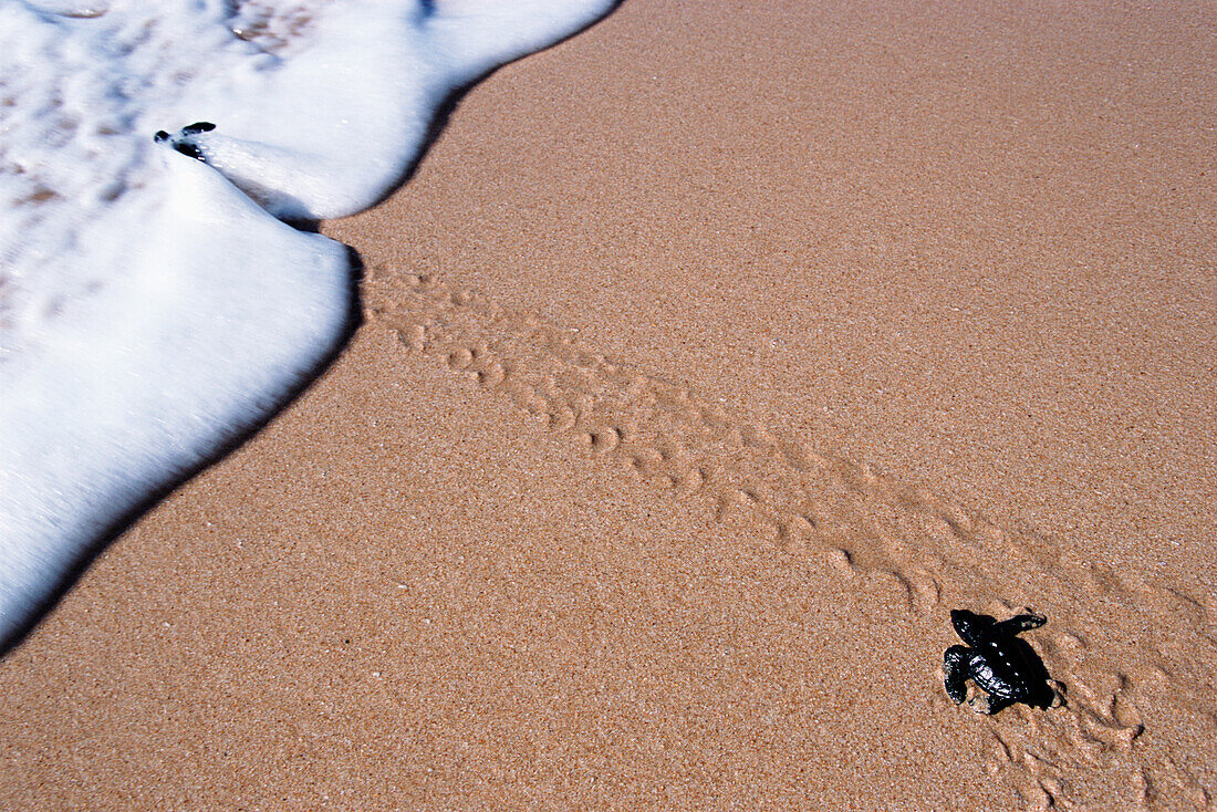 Kleine Schildkröte auf dem Weg zum Meer, Turtle Sanctuary