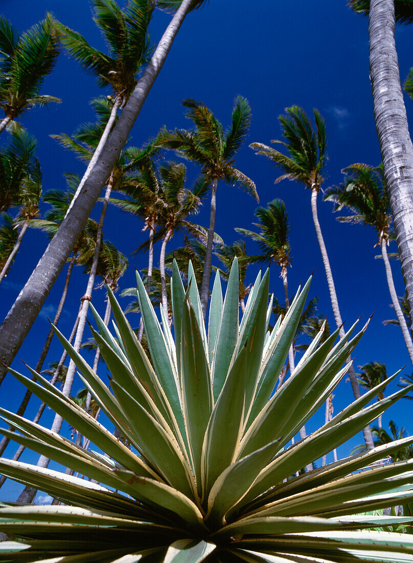 Kaktus mit Palmen im Hintergrund, Nahaufnahme