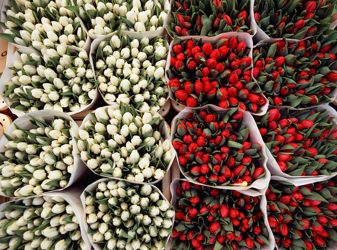 Rote und weiße Tulpen auf dem Blumenmarkt, Nahaufnahme