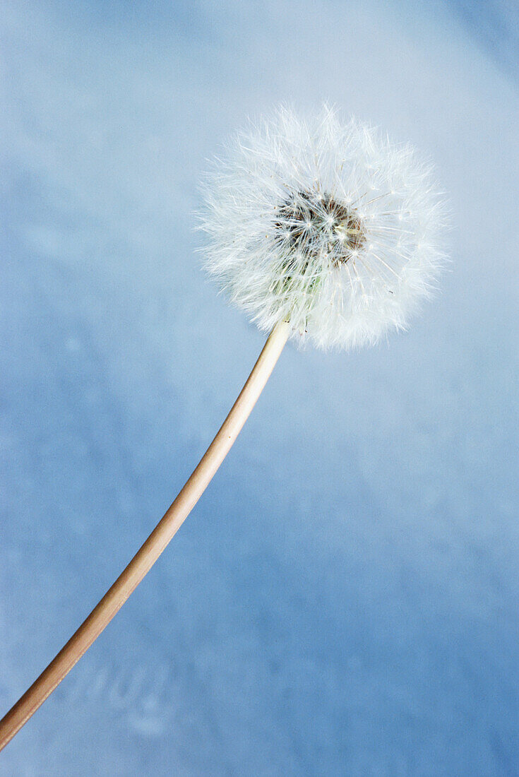 Dandelion Clock And Blue Sky, Close Up