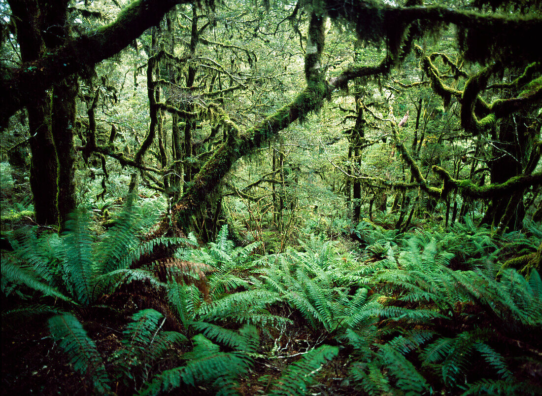 Looking Through Thick Forest Beside The Routeburn Track