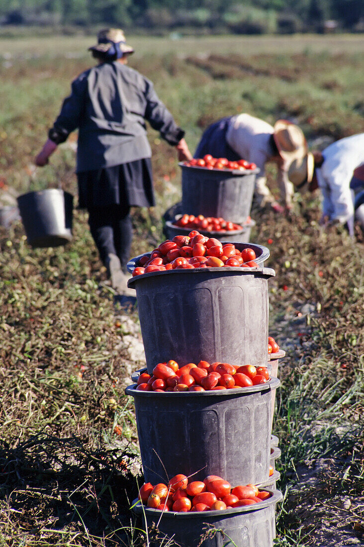 Arbeiter pflücken Tomaten