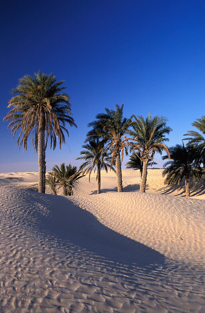 Palm Tree Oasis On The Edge Of The Sahara Desert