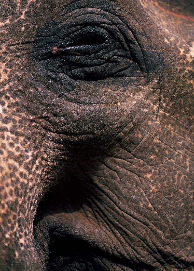 Auge eines Elefanten, Nahaufnahme