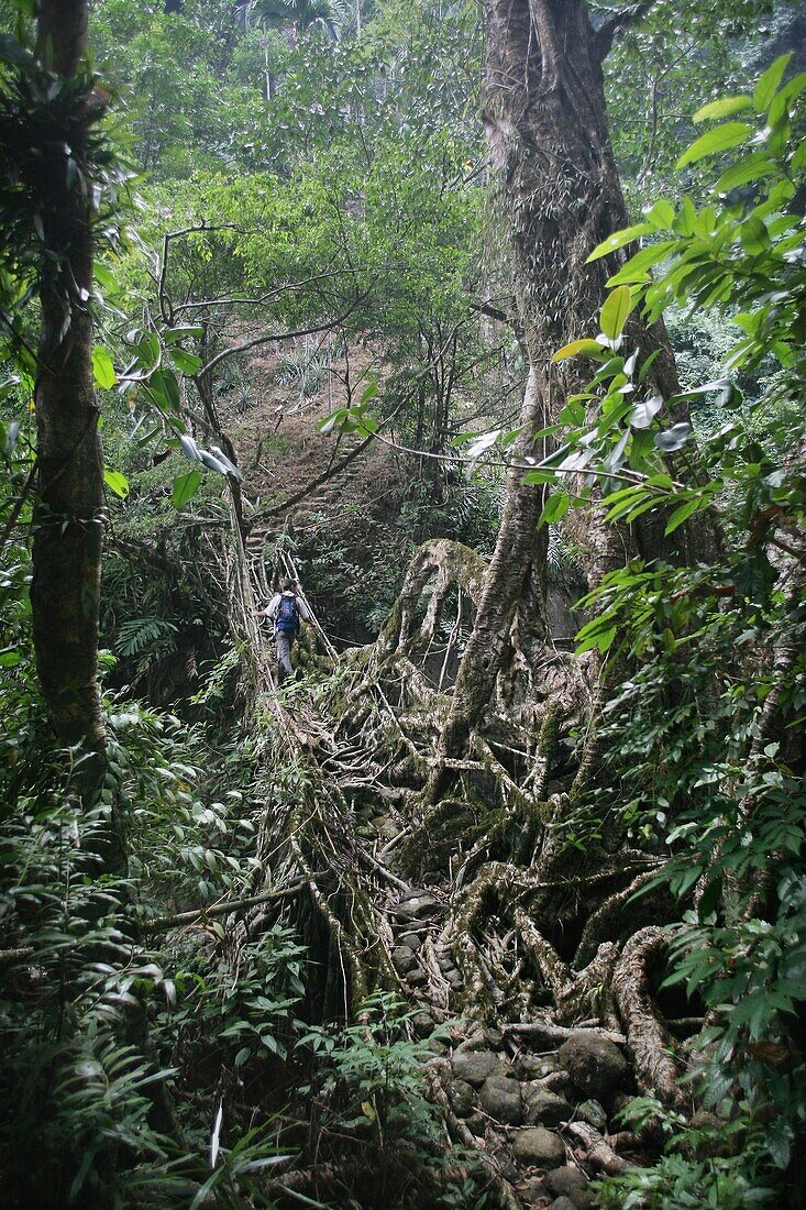 A Backpacker Trekking Across A Natural Footbridge In Forest