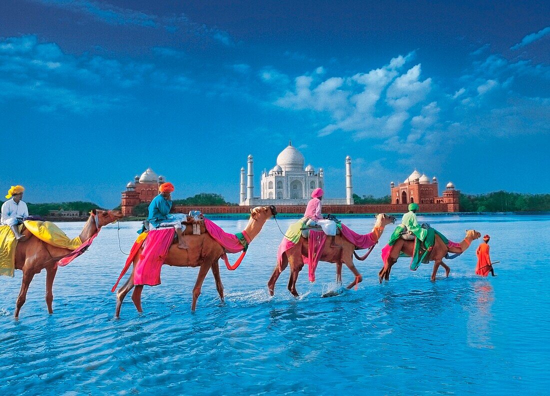 Men On Camels Walking Through River With Taj Mahal In The Background