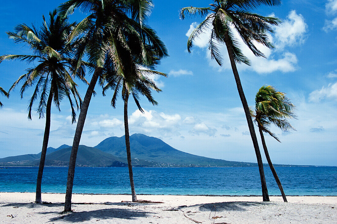 Palmen am Strand in South Friar's Bay