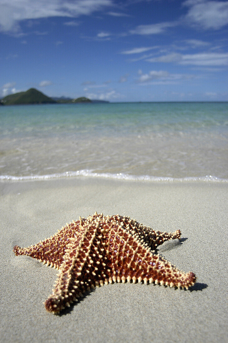 Starfish On Reduit Beach, Close-Up