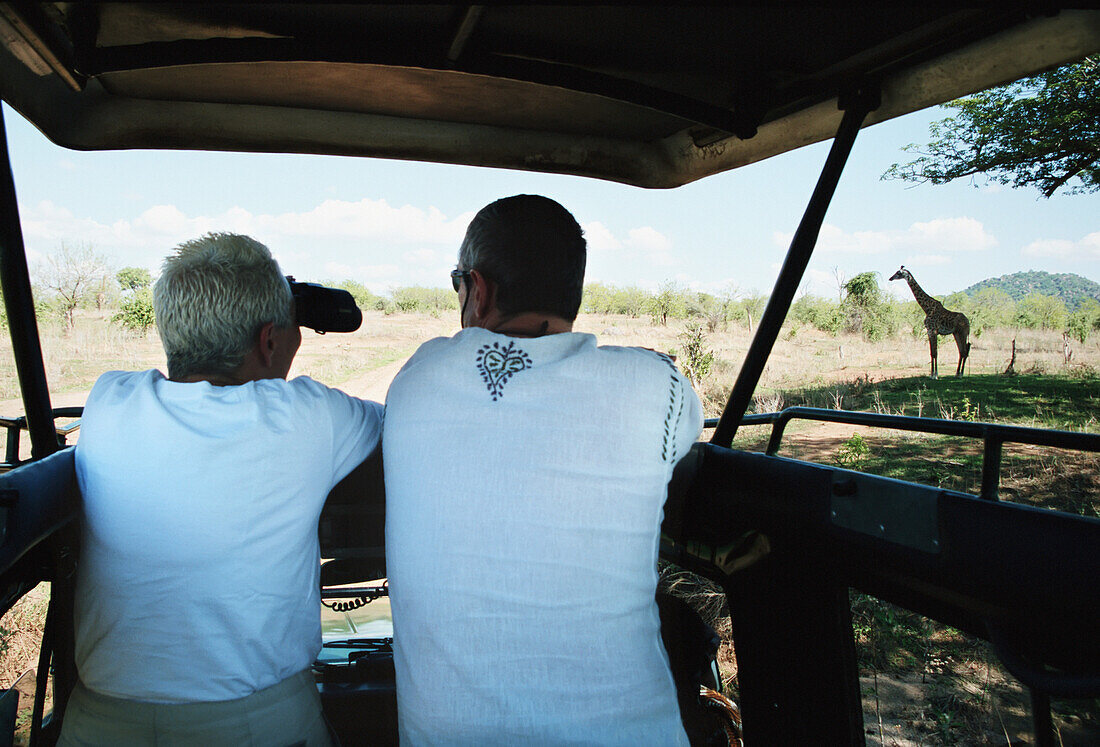 Giraffe vom Safari-Fahrzeug aus beobachten