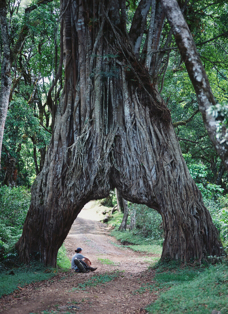 Tourist Resting Beneath Fig Tree Arch On Mt Meru