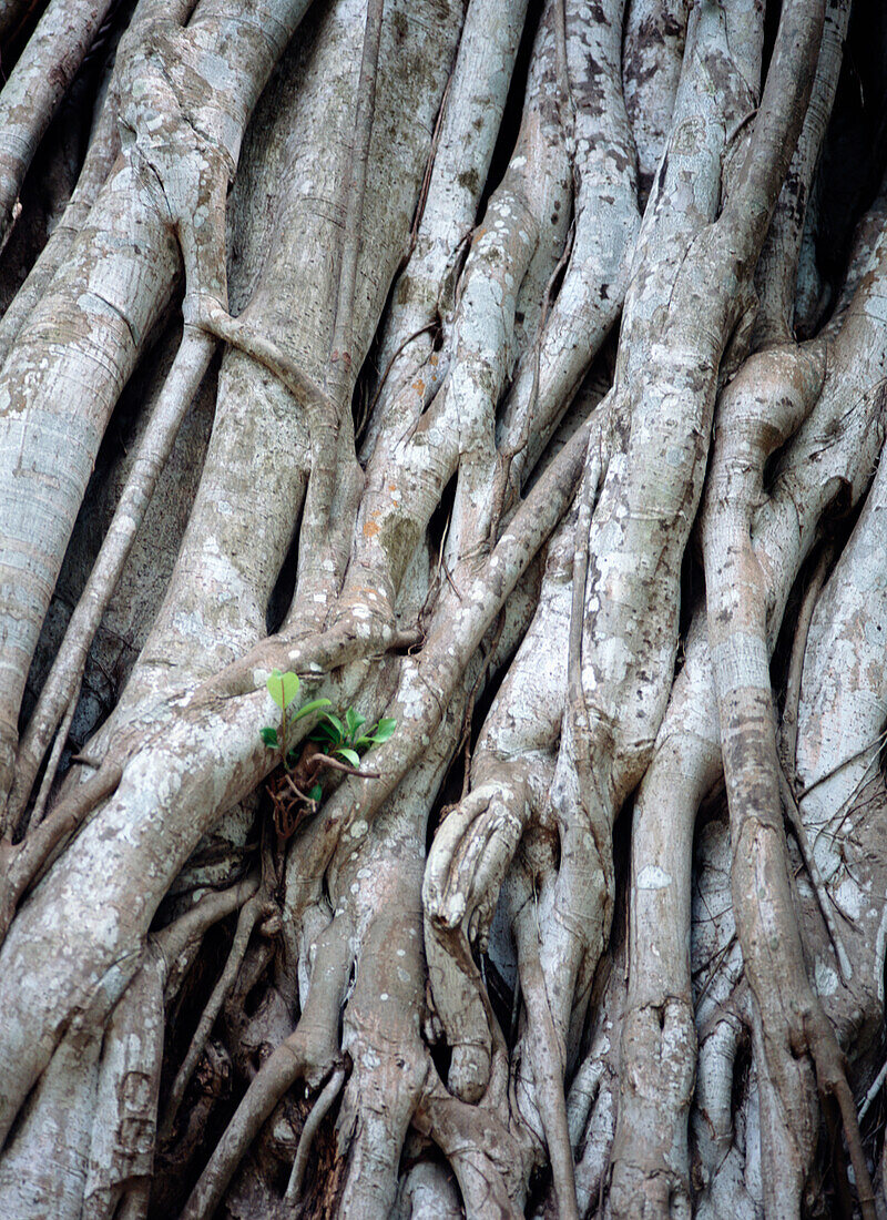 Feigenbaum-Rebe, Mt. Meru, Nahaufnahme