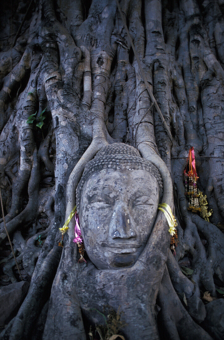 Detail der Buddha-Statue Kopf überwuchert von Baumwurzeln
