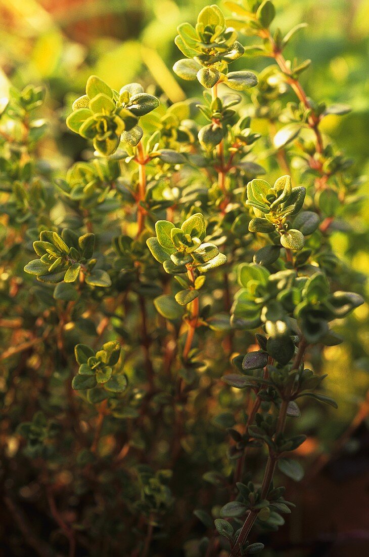 Thyme plants (close-up)