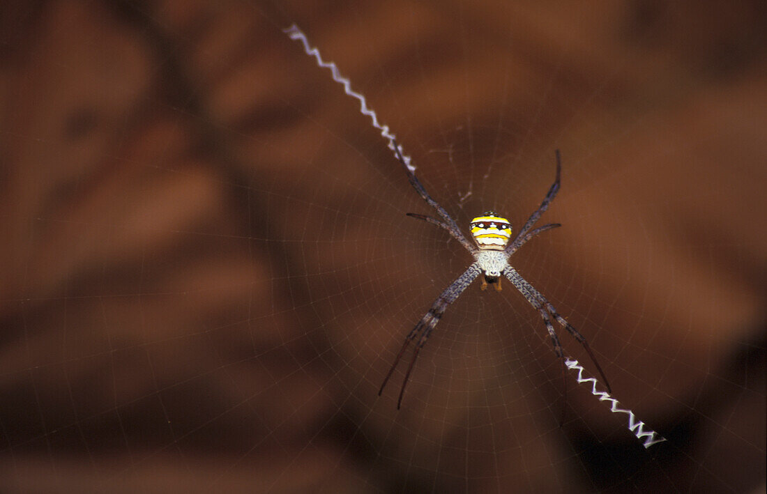 Argiope Spinne im Netz, Nahaufnahme