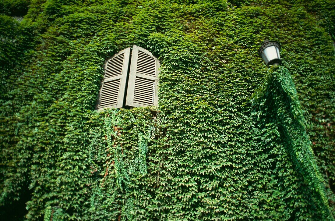 Ivy Covered Wall With Shuttered Window And Street Lamp