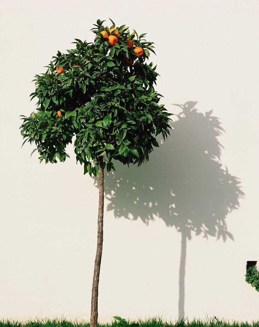 Orangenbaum und Schatten vor weißer Wand