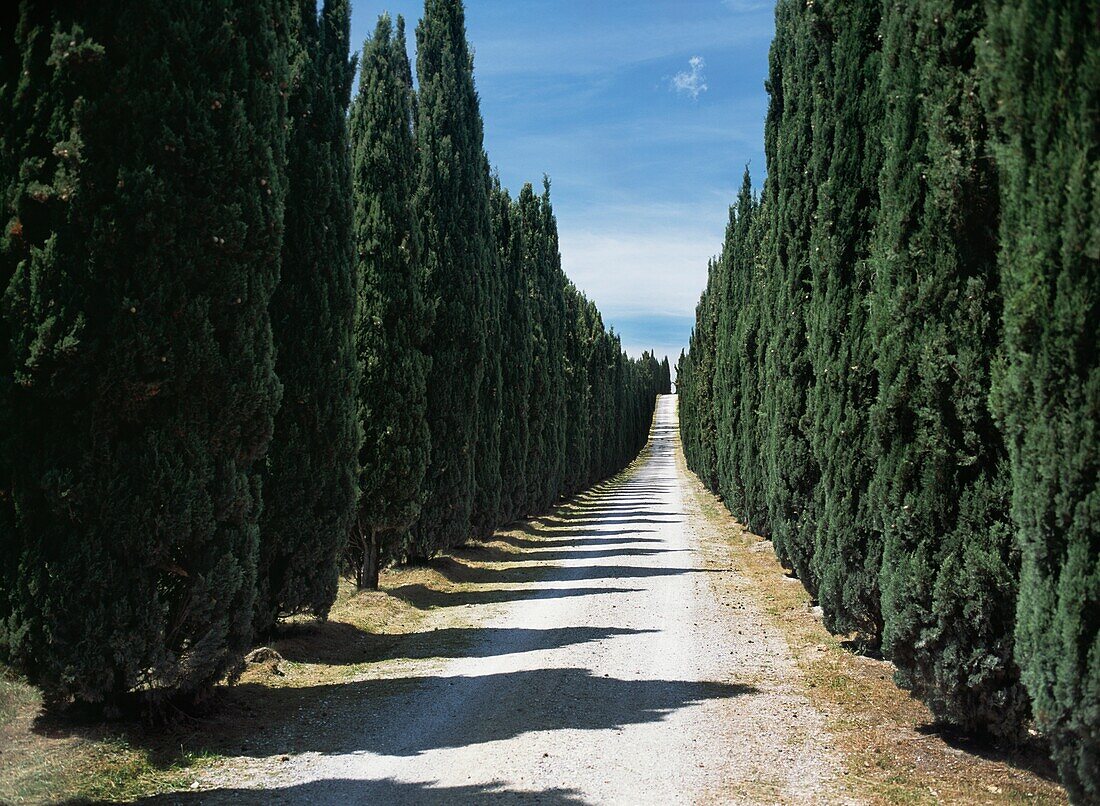 View Down Tree Lined Dirt Road