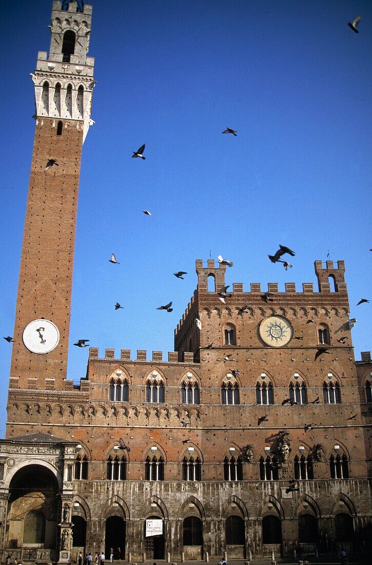 Sienna's Duomo And Flying Birds