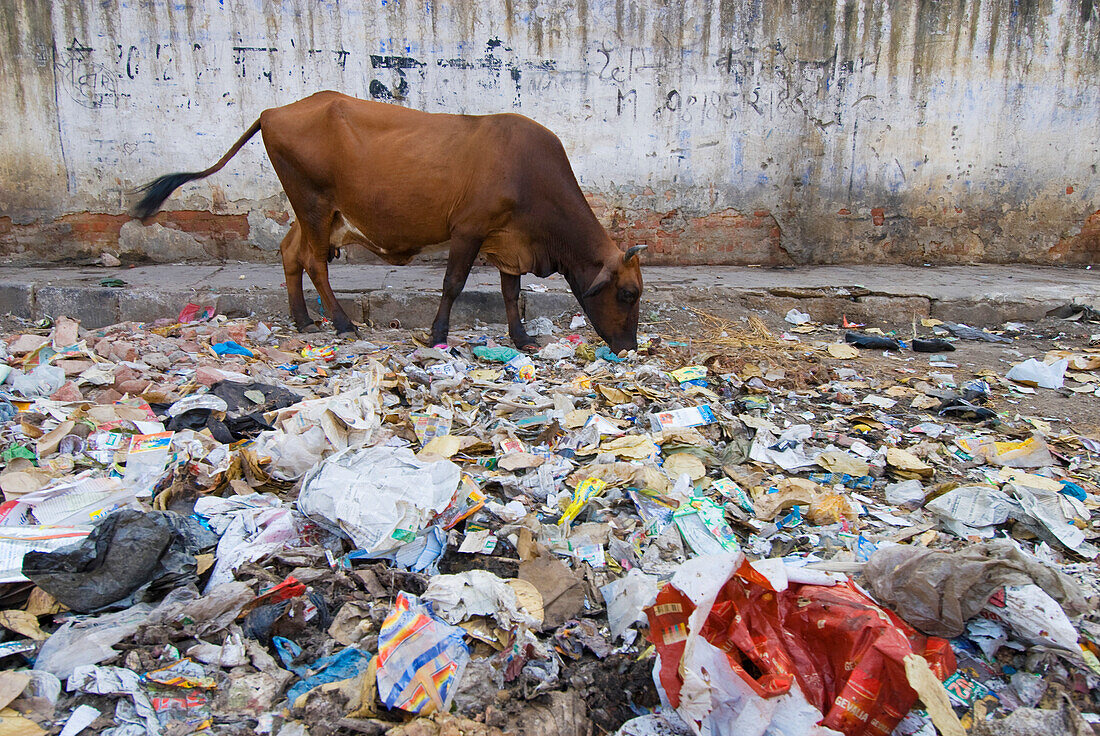 Kuh frisst Müll auf den Straßen von Delhi