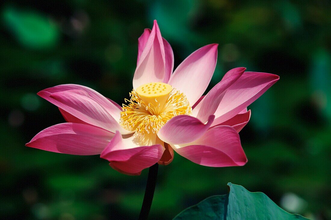 Lotusblumen, Ubud