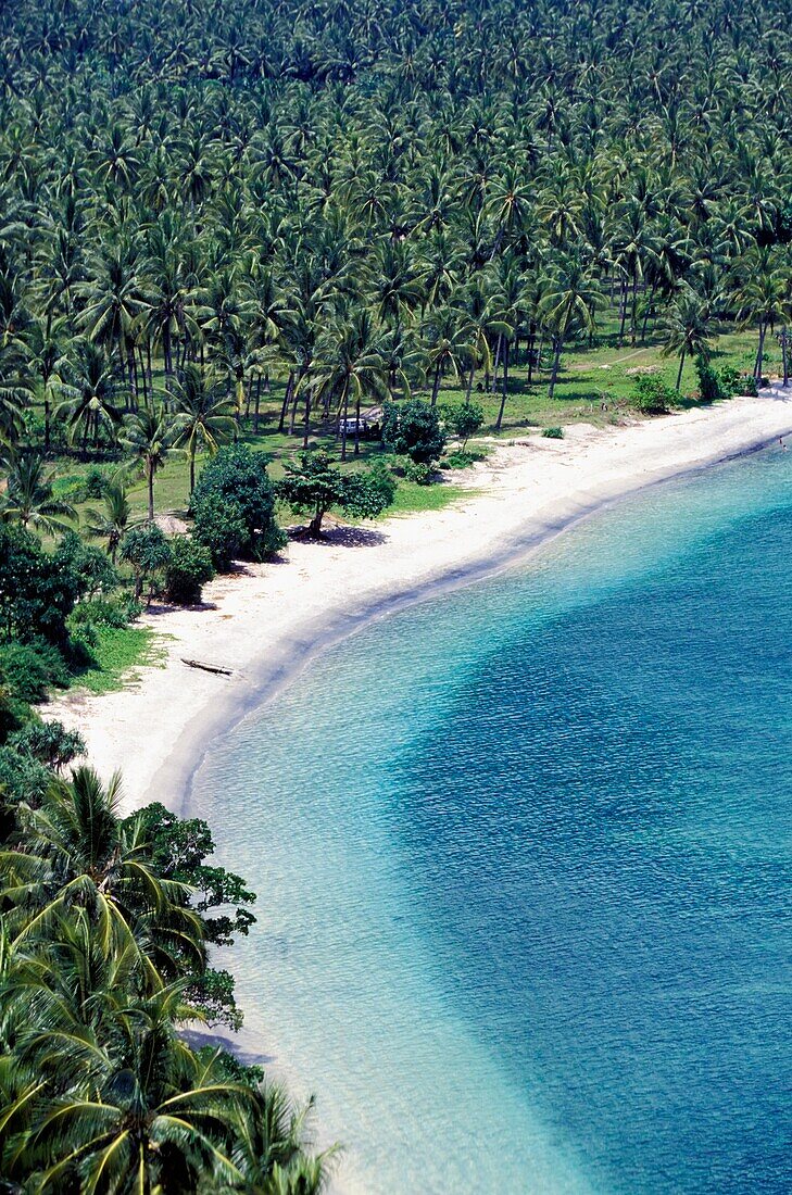Lush Palm Forest And Beach, Aerial View