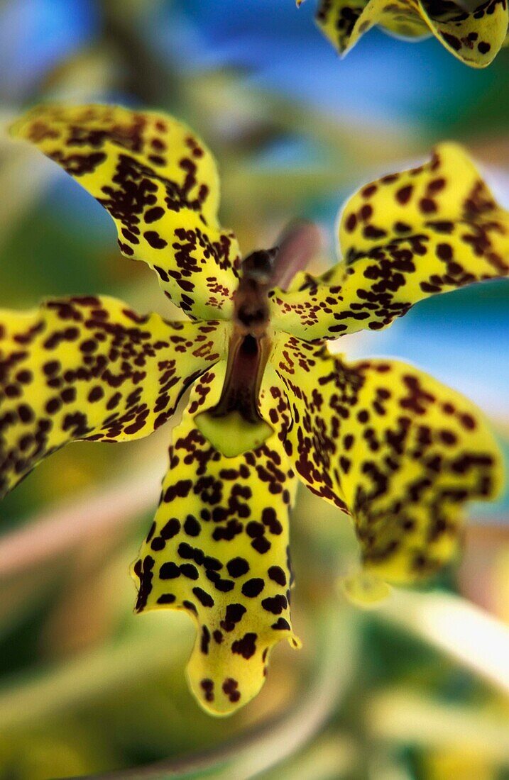 Gelb und schwarz gefleckte Orchidee