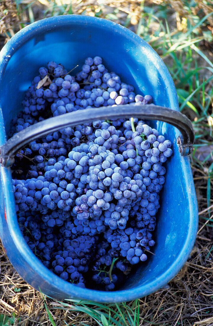 Bunches Of Purple Grapes In Blue Basket, Close Up