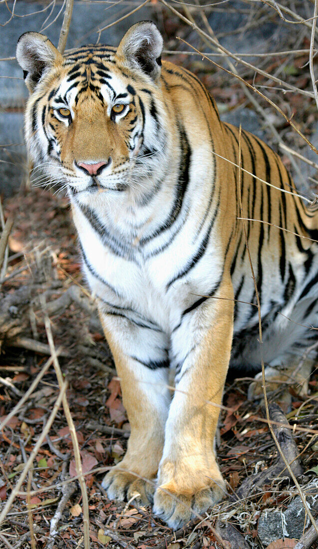 Bengal Tiger In Pench National Park.