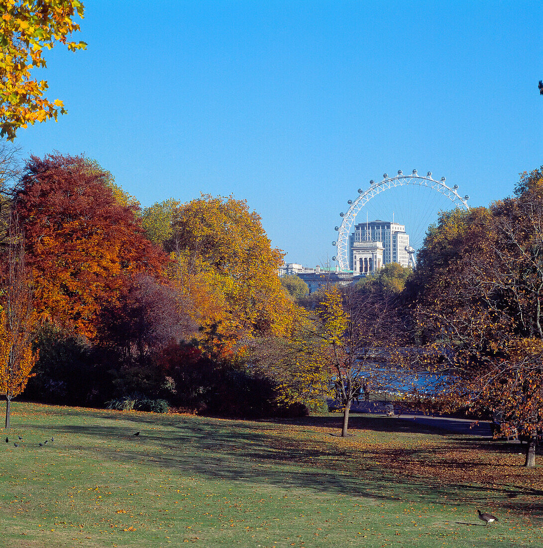 London Eye And Whitehall From St James's Park