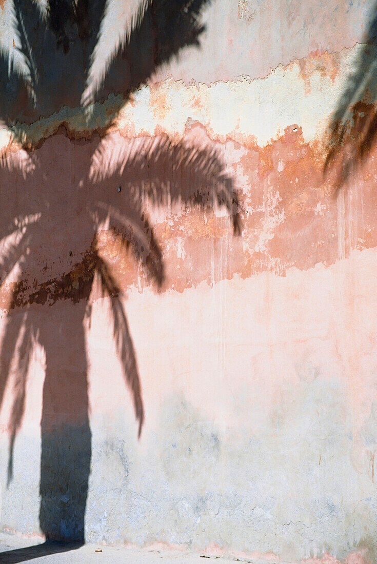 Shadow Of Palm Tree