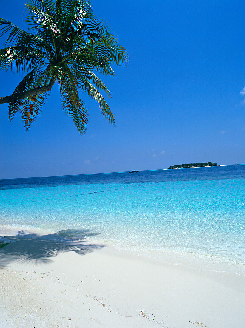 Blick auf die Insel und Palmen