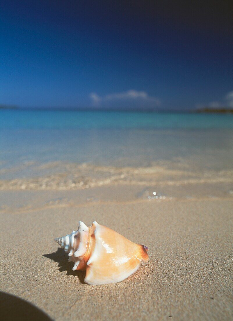 Conch Shell On Beach With Tide, Close Up