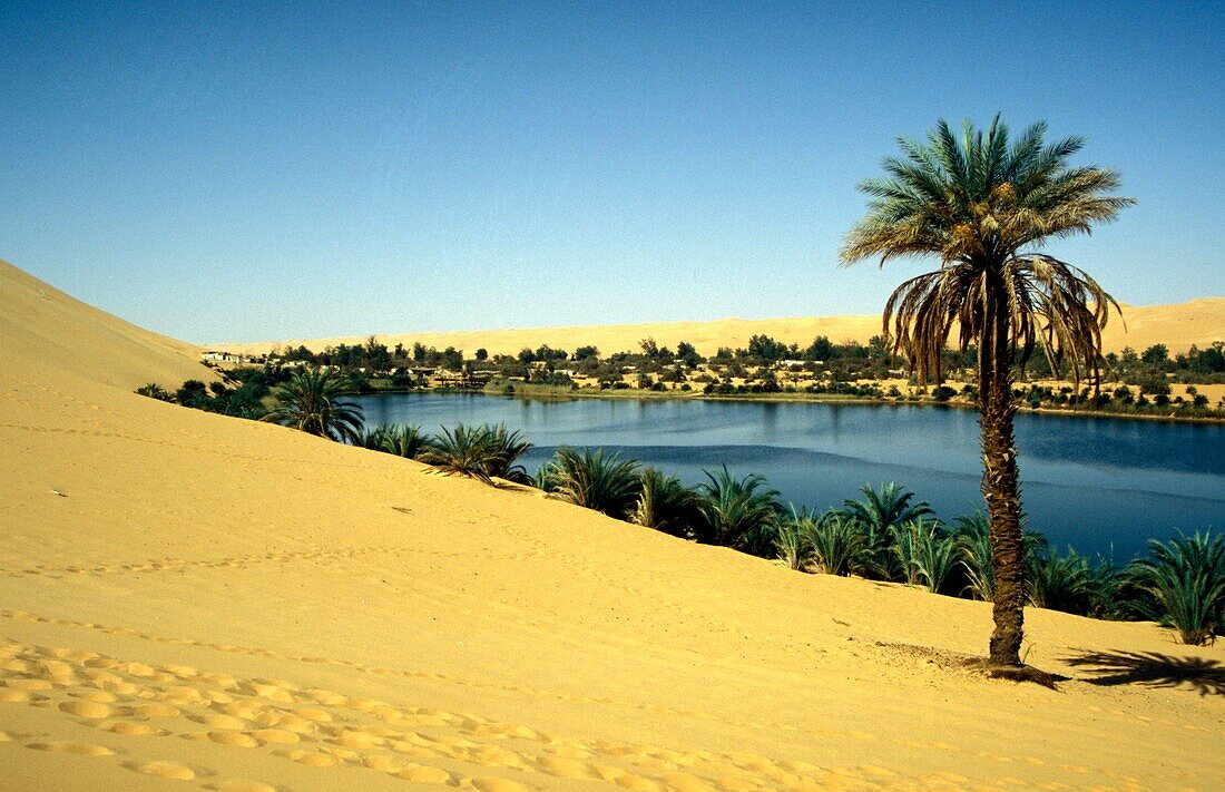 Palm Tree And Oasis In Desert