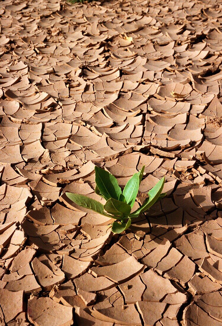 Pflanze auf rissigem Schlamm auf dem Wadi-Boden, Nahaufnahme