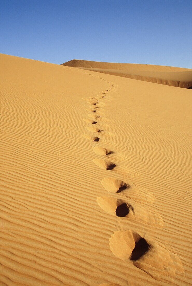 Footprints In Sand Dune, Ubari Sand Sea