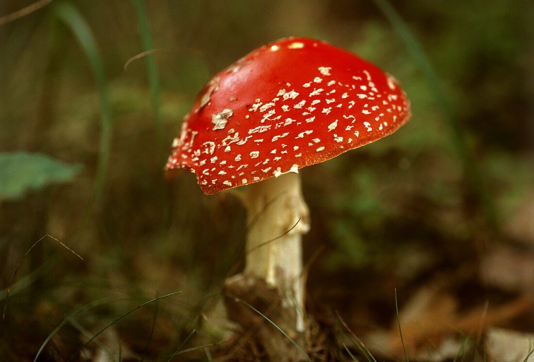 Poisonous toadstool: fly agaric in wood (Amanita muscaria)