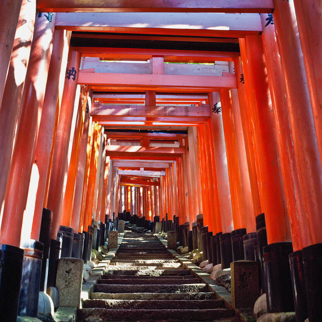 Rote Torii-Bögen über den Stufen des Inari-Tempels.