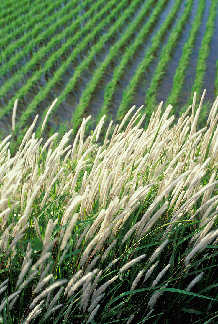 White Grass Beside Rice Paddy Fields