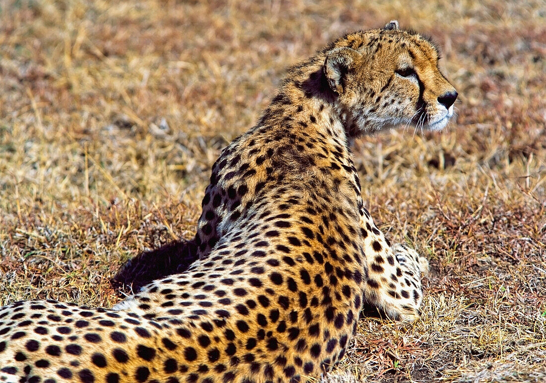 Gepard auf Gras liegend