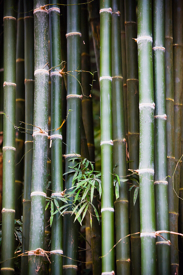 Bambus, Nahaufnahme.