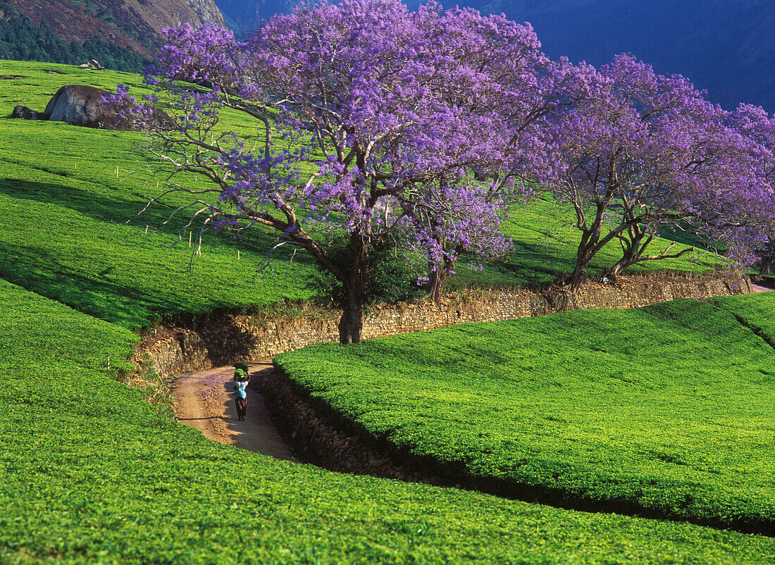 Woman Walking Down Road Past Jacaranda Trees On Tree Estate