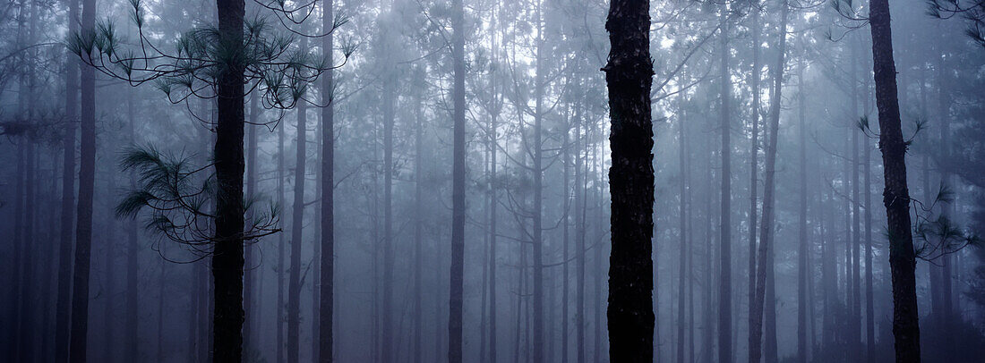 Pinienbäume in den Wolken des Waldes Corona