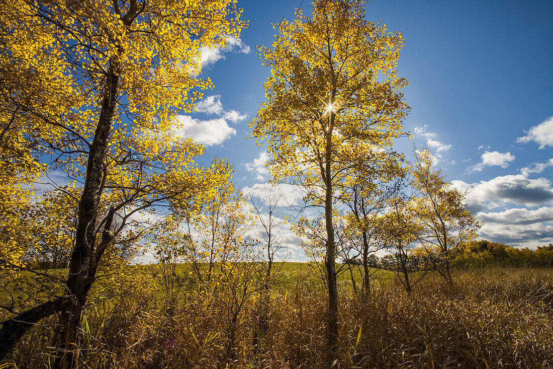 Sunburst And Fall Poplars At Field's Edge, Oakfield, Nova Scotia