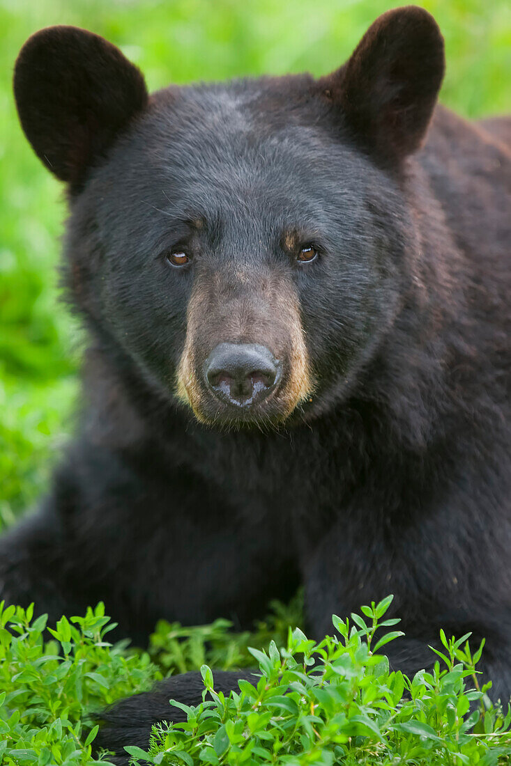 Porträt eines Schwarzbären im Alaska Wildlife Conservation Center, Süd-Zentral-Alaska, Sommer. Gefangenschaft