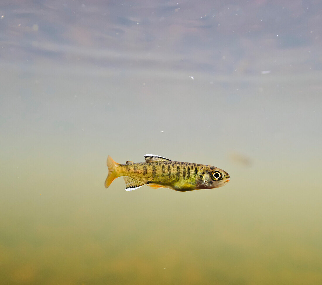 Unterwasseransicht einer frisch geschlüpften Coho-Lachsbrut, die sich im 18-Mile Creek, Copper River Delta, Prince William Sound, Süd-Zentral-Alaska, aufzieht, Frühling