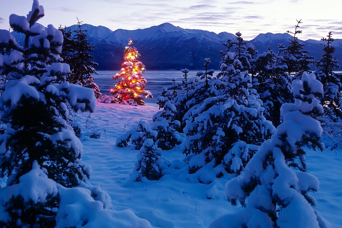 Weihnachtsbaum im Wald beleuchtet Southcentral Alaska Winter