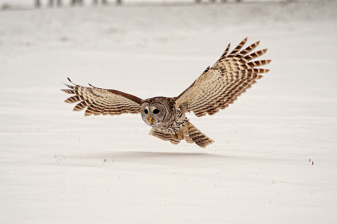 Barred Owl Swoops Down To Catch A Mouse On Top Of The Snow, Ontario, Canada, Winter